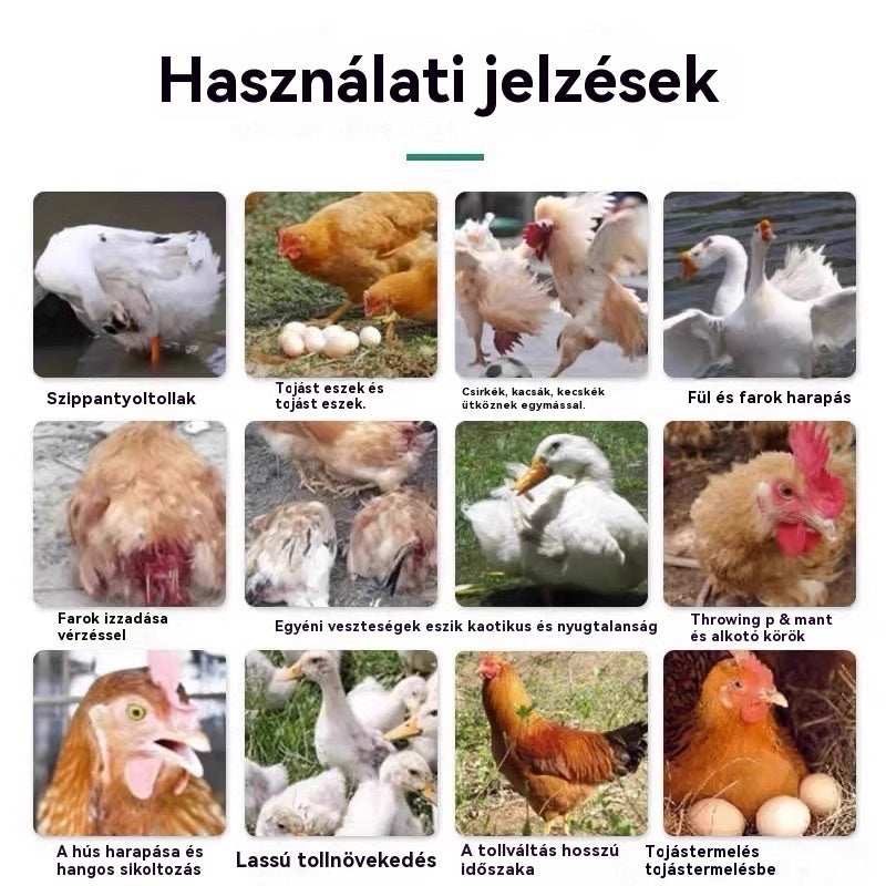 💥🐓Egyetlen üveg gyógyszer meggyógyíthatja az összes csirkebetegséget