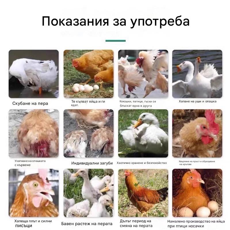1 бутилка лекарство за всички болести по пилетата✅Пилета, които сериозно кълват пера, пръсти и седалище ✅Пилета, които кълват яйца
