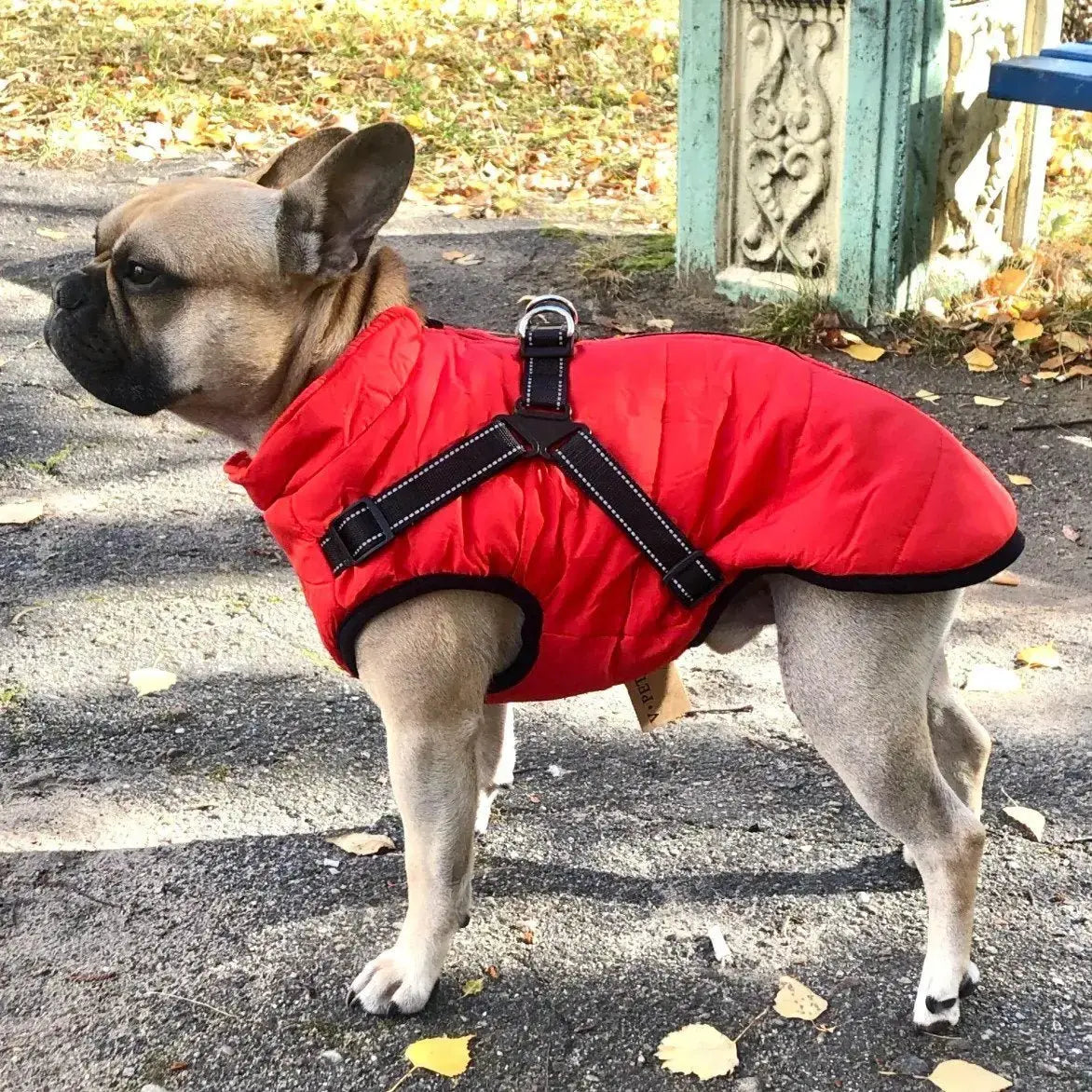 🐱🐶❄️Meleg téli kabát kutyáknak és macskáknak – Vízálló kivitel fényvisszaverő elemekkel és beépített hámrésszel. S-től 5XL-es méretig – minden fajtához megfelelő! ✨