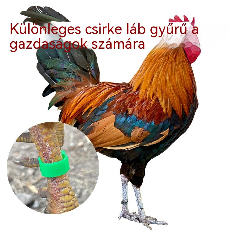 🐓🔢 Állítható, pattinthatós baromfi lábgűrű ✨