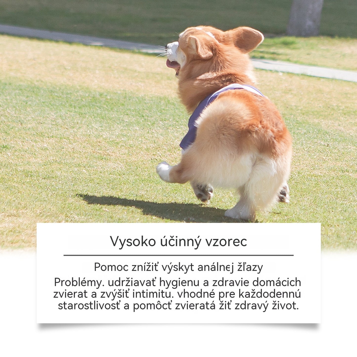🔥🐶Sprej na anální žlázy pro psy: Jemné složení, pečuje o anální žlázy a stolici, příjemná vůně.