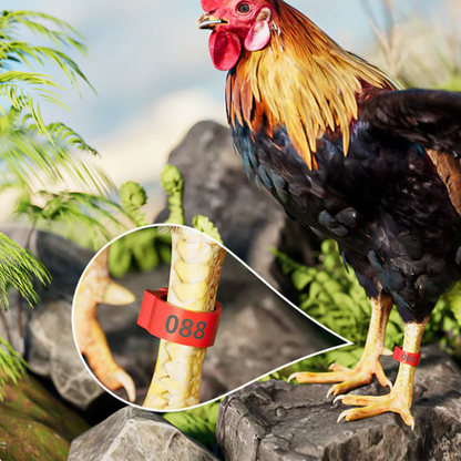 🐓🔢 Állítható, pattinthatós baromfi lábgűrű ✨